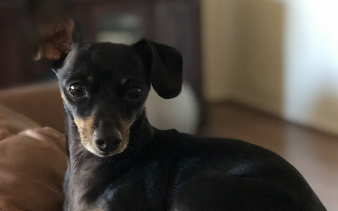 Clean Living for Our Dogs: How I Support Nacho’s Health with Cleaner Products, Food, and Biohacking